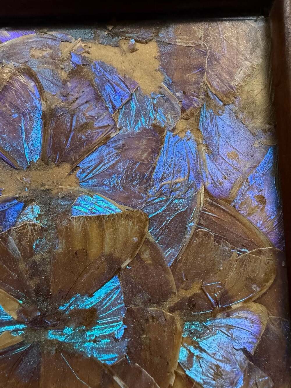 Vintage Brazilian Blue Morpho Butterfly Wing Serving Tray with Inlaid Wood Frame - Picture 5 of 9